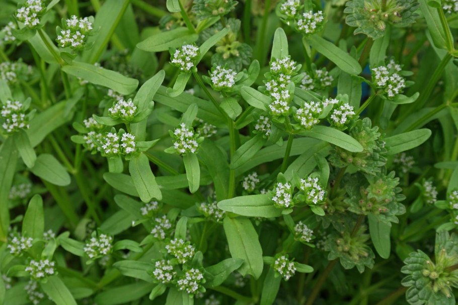 Валерианелла колосковая