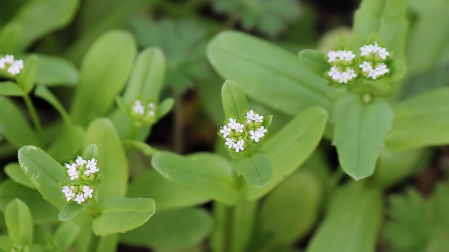Валерианелла Огородная