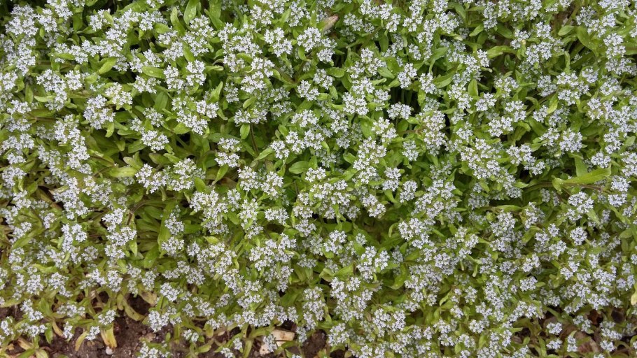 Валерианелла салатная