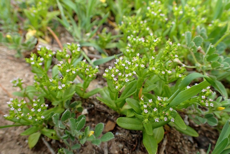 Валерианелла колосковая фото