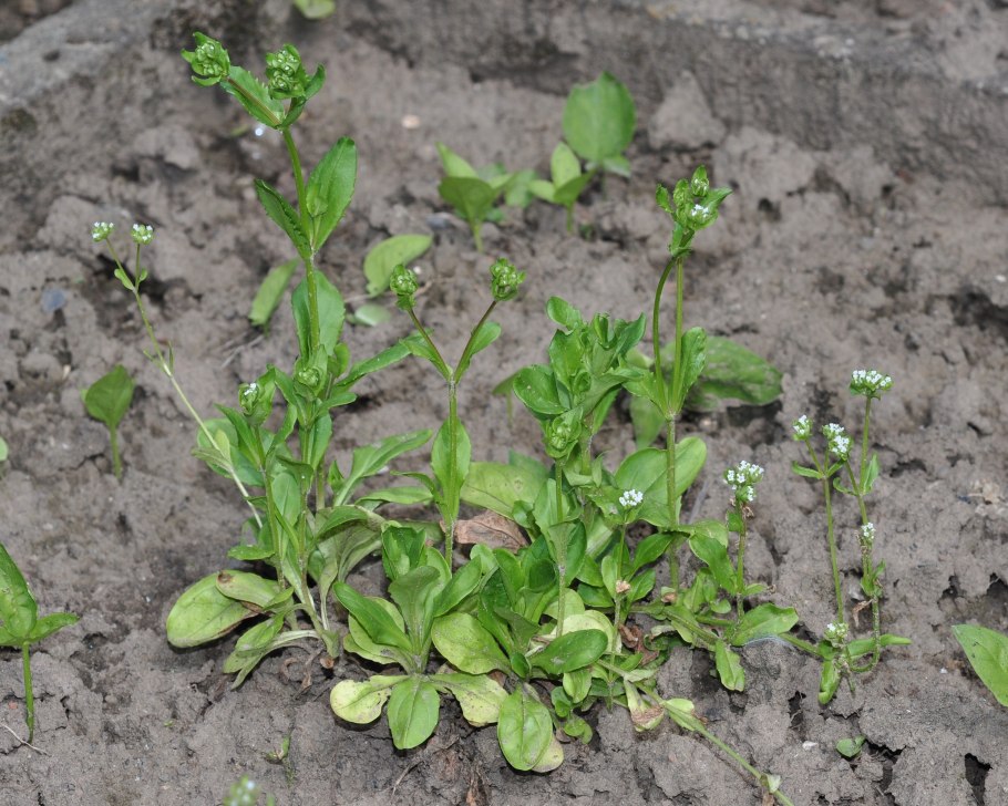 Валерианелла маленькая