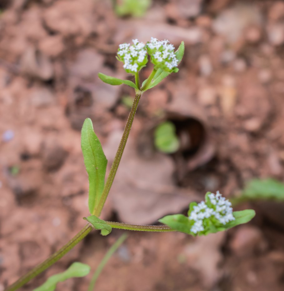 Валерьяница понтийская ( valerianella pontica )
