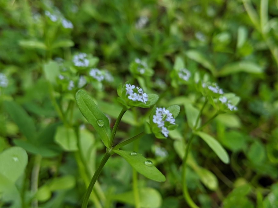Valerianella locusta