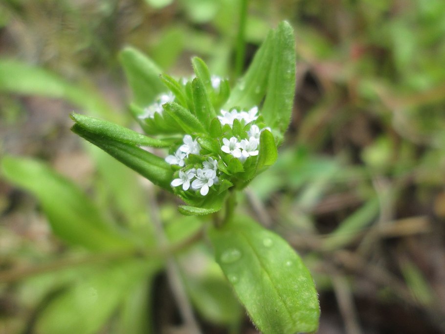 Valerianella dentata