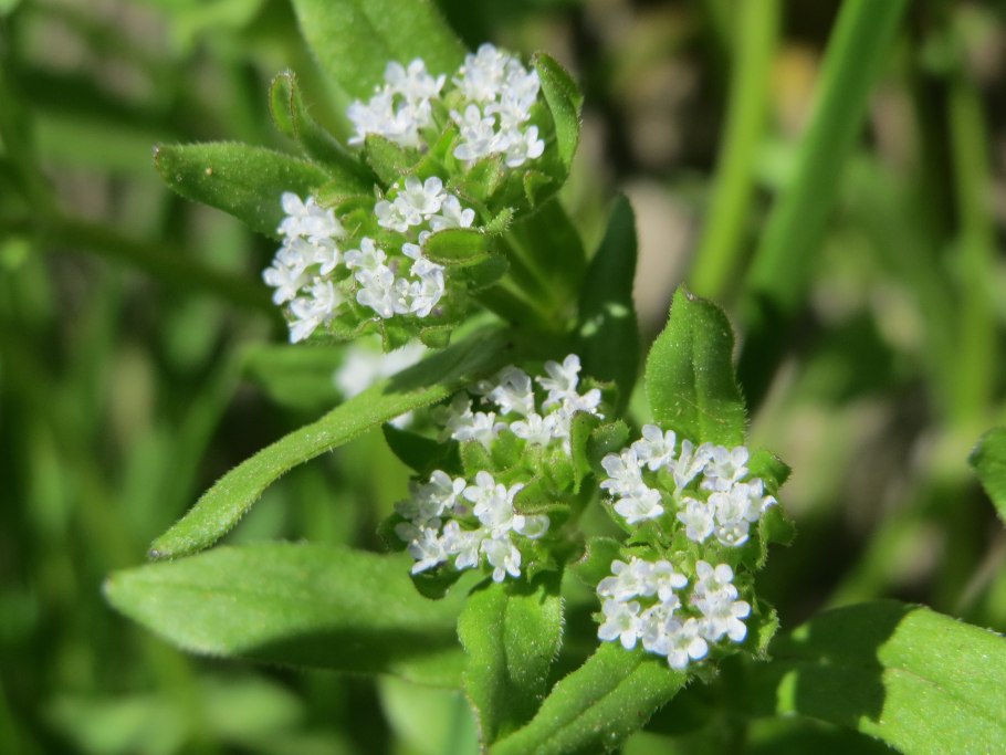 Валерианелла Огородная