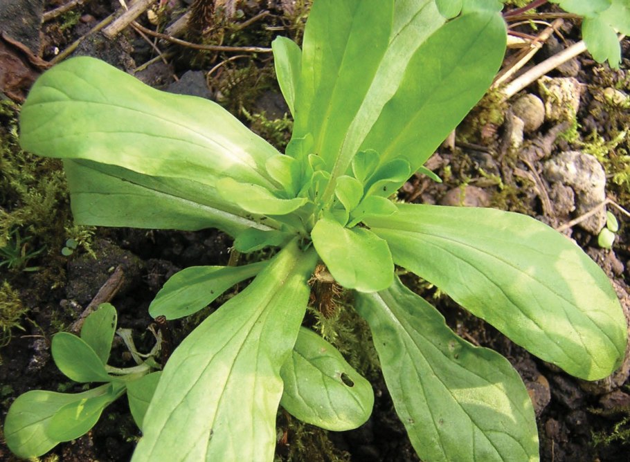 Lambs lettuce