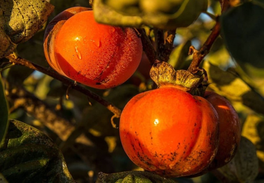 Хурма Королек дерево