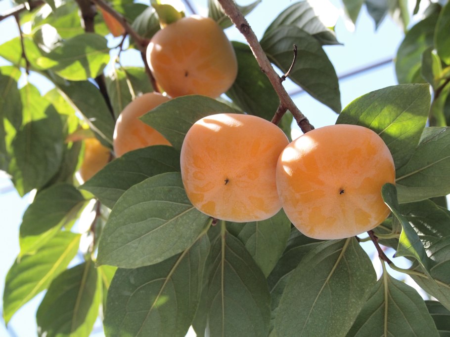 Хурма в Центральном Черноземье