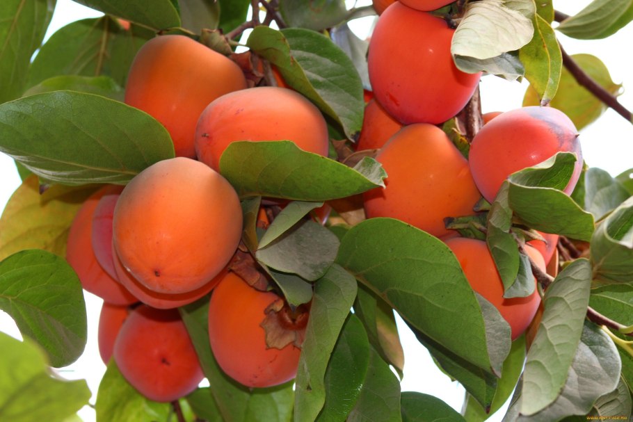 Сорта хурмы