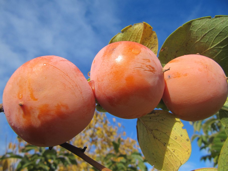 Хурма сорт россиянка