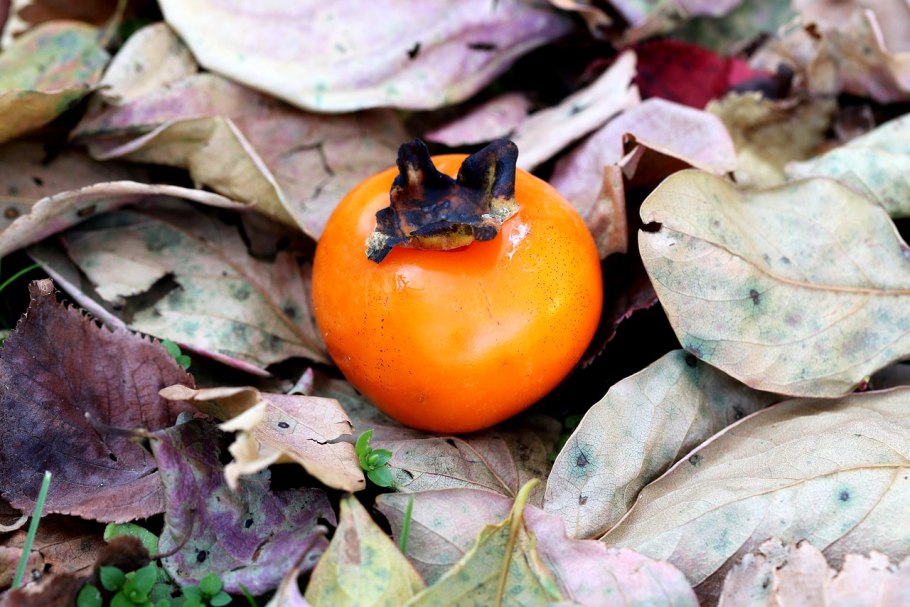 Хурма шоколадная королек