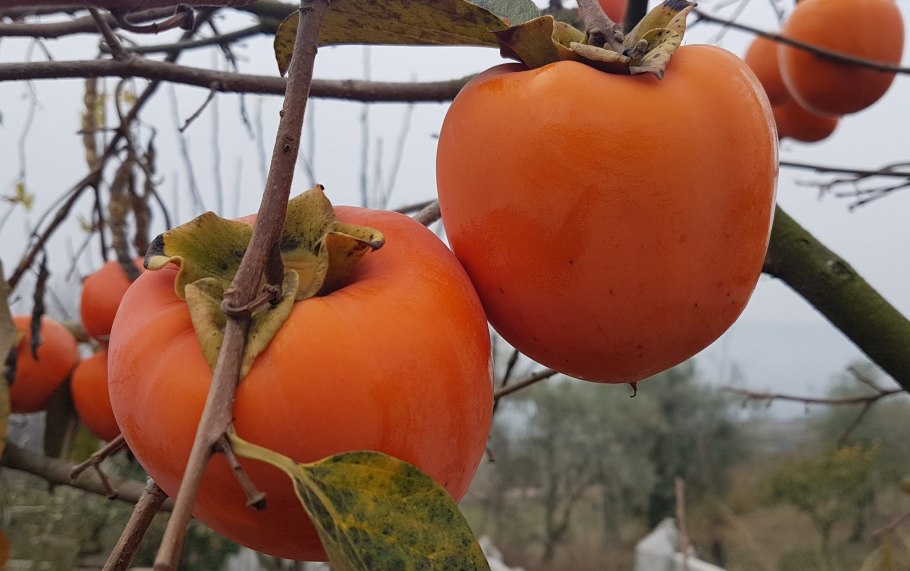 Сорт хурмы бычье сердце