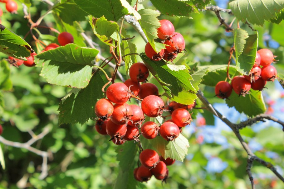 Боярышник (Crataegus)