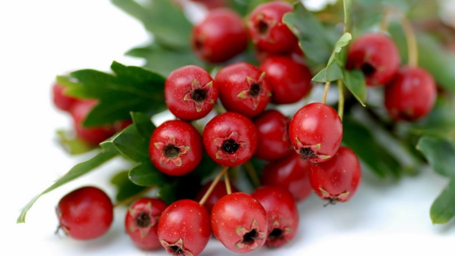 Боярышник однопестичный куст