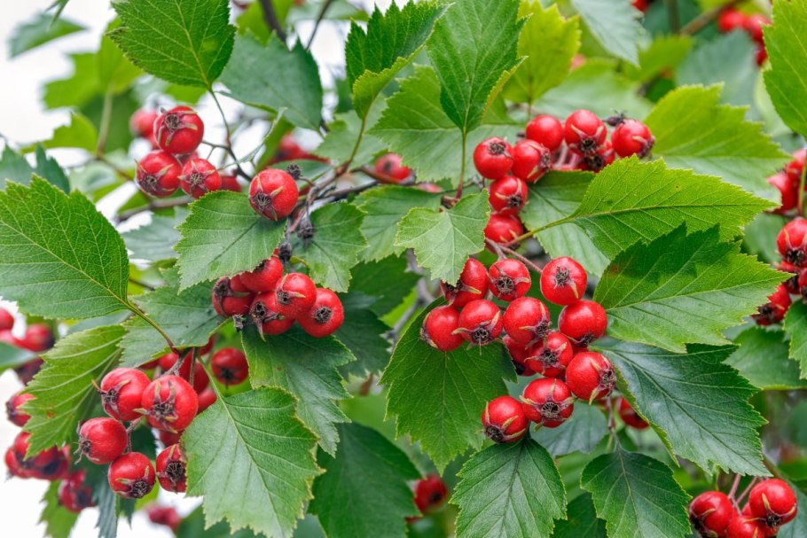 Боярышник Арнольда Crataegus arnoldiana