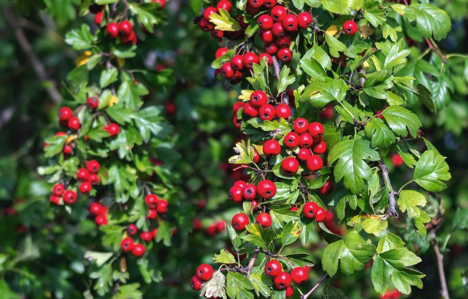 Боярышник кроваво-красный, или Сибирский — Crataegus sanguinea Pall.