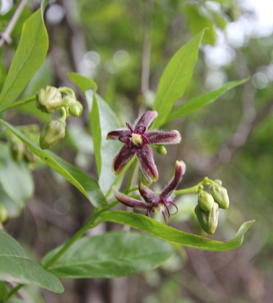 Риндера четырехщитковая