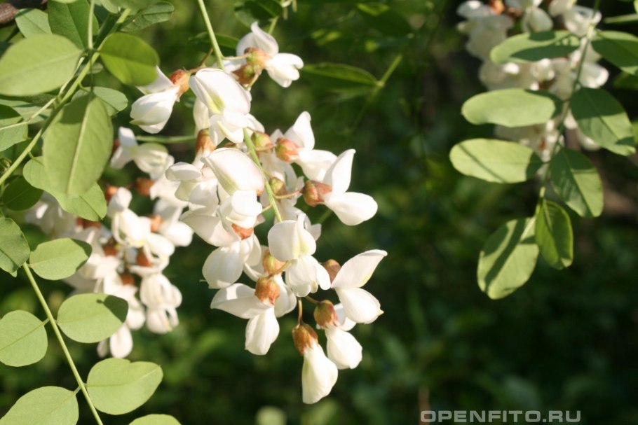 Эдельвейс Альпийский