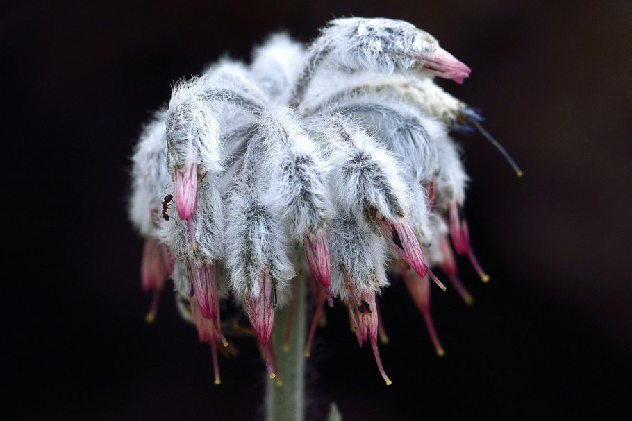 Чередник растение