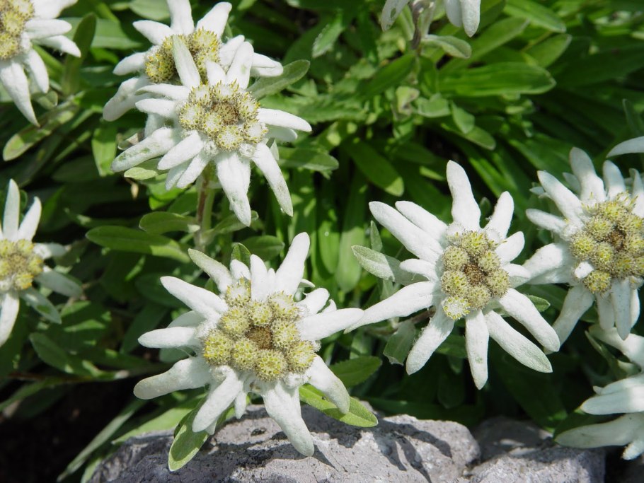 Астрагал растение пустыни