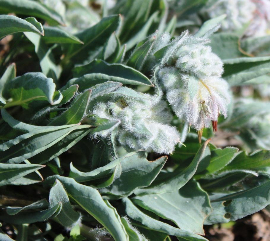 Имбирь Мелисса родиола одуванчик астрагал