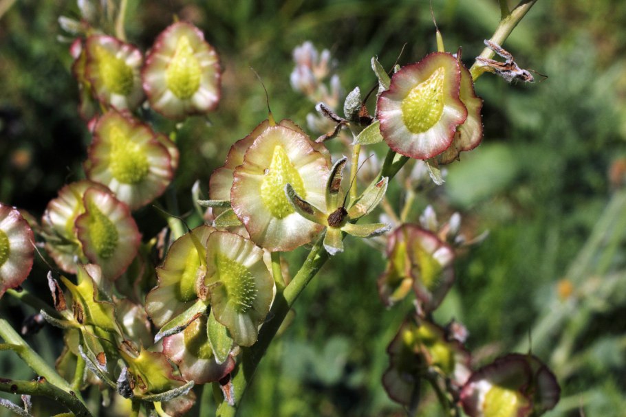 Риндера четырехщитковая фото