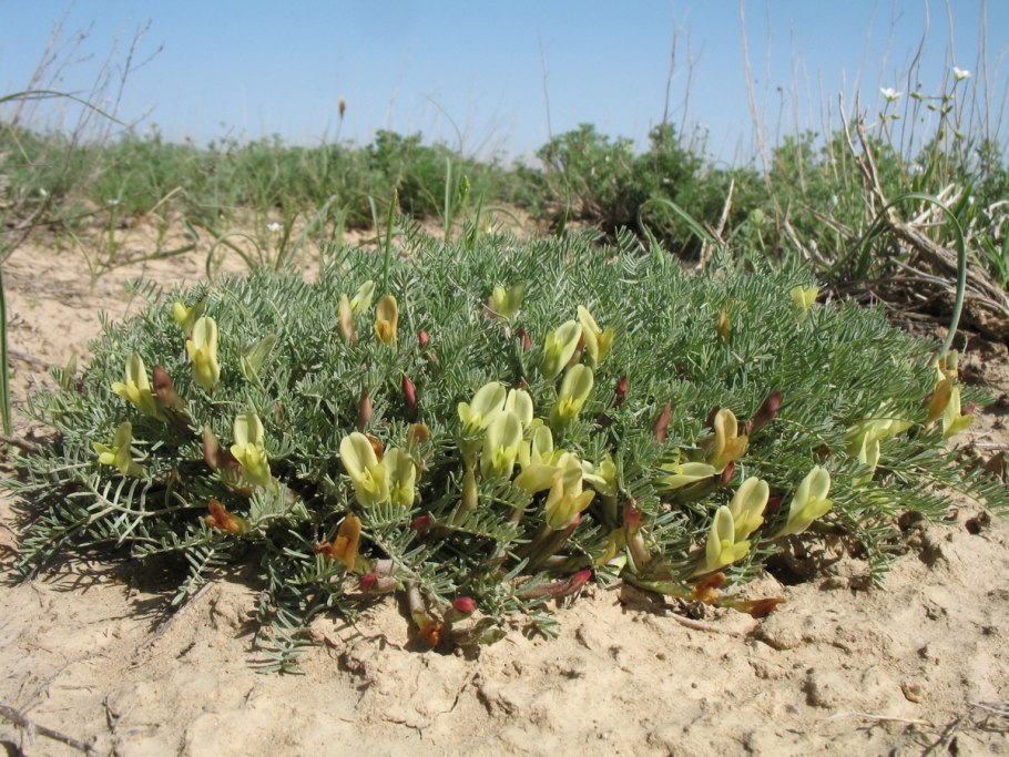 Astragalus longipetalus