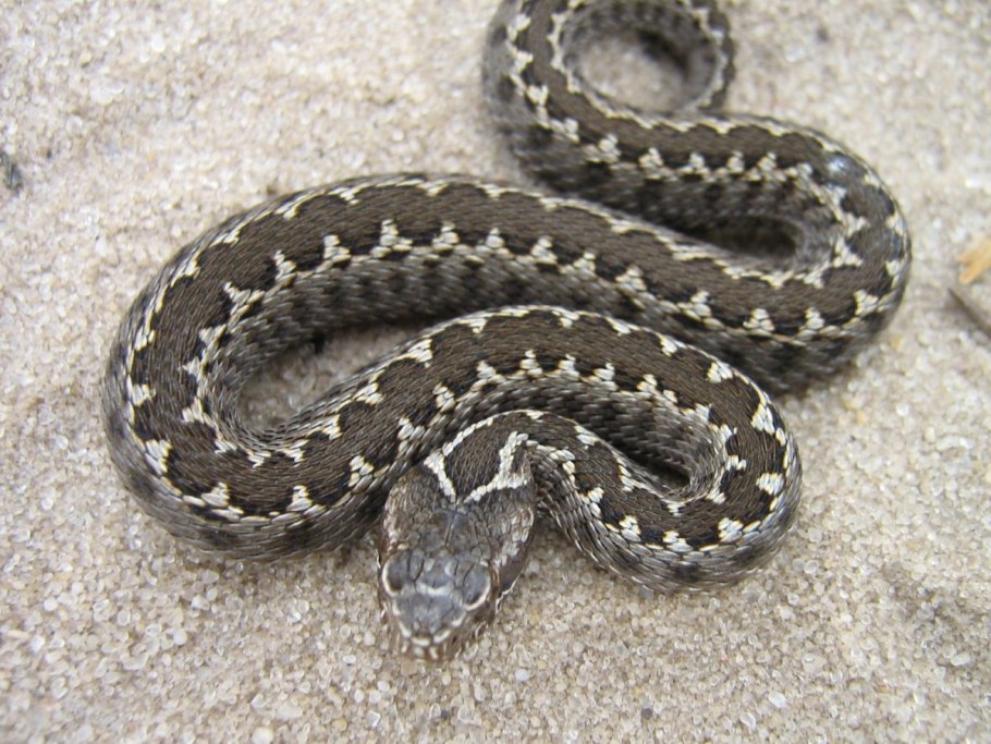 Тысячелистник (Achillea millefolium)