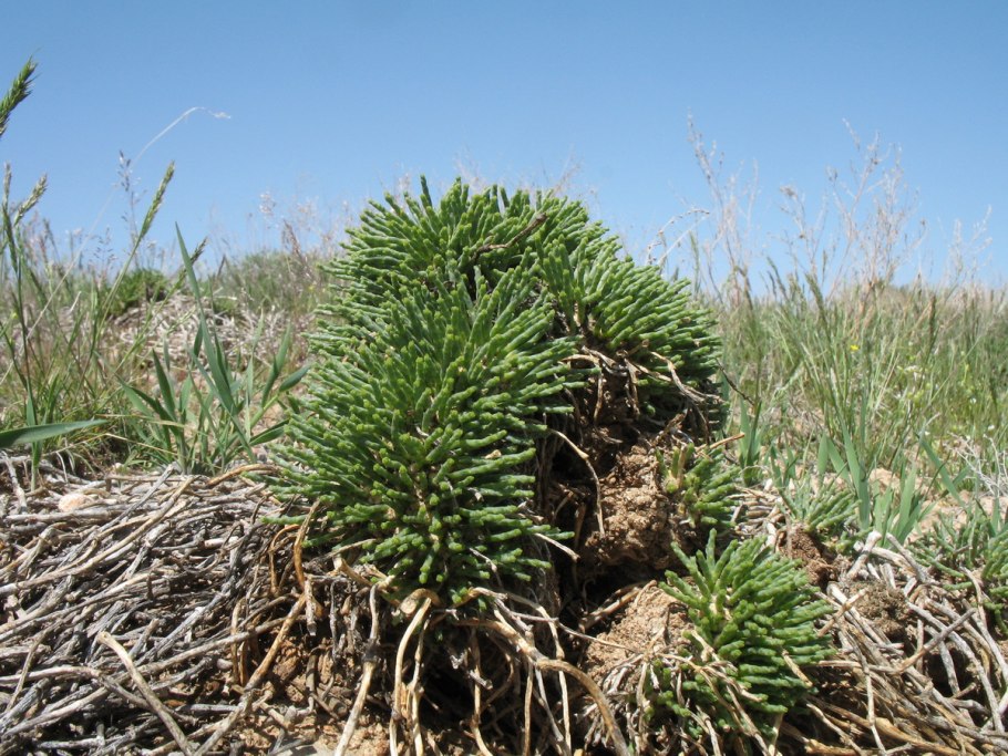 Весенние Лесные цветы Ставрополья