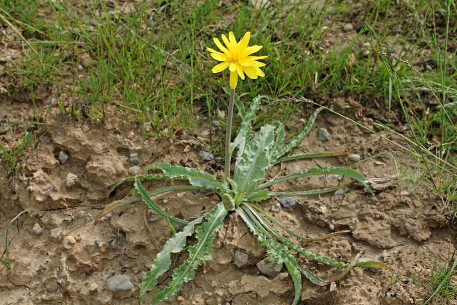 Смородина печальная