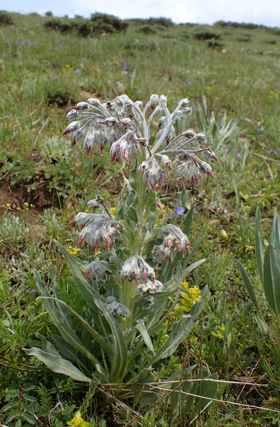 Periploca angustifolia