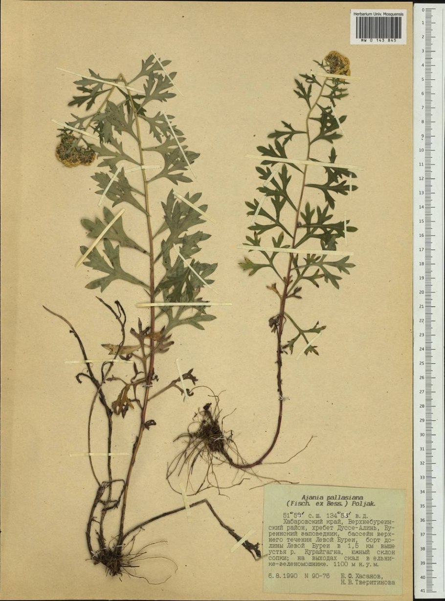 Эдельвейс Степной