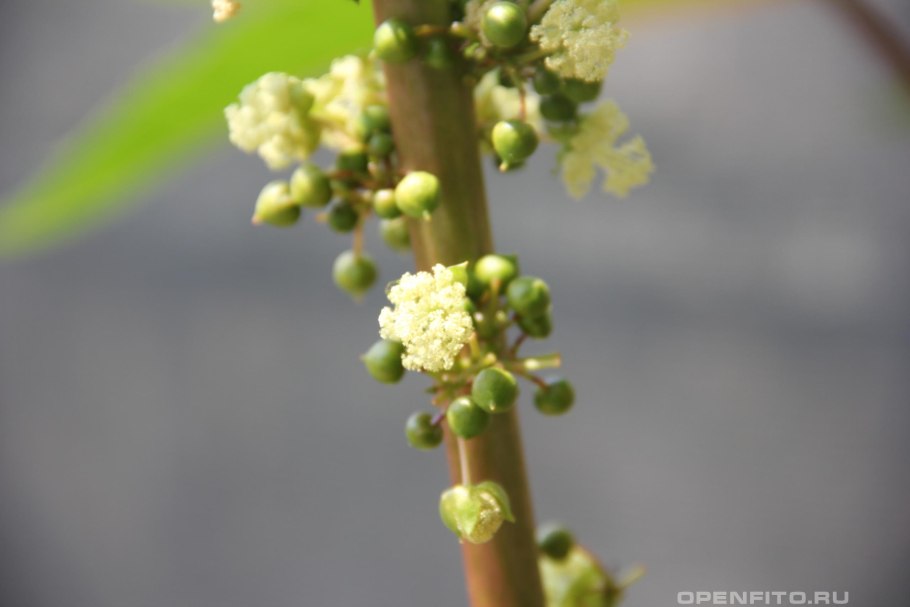 Эдельвейс Федченко