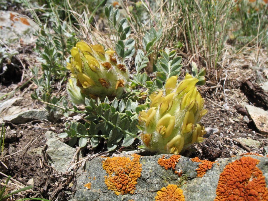 Риндера четырехщитковая фото