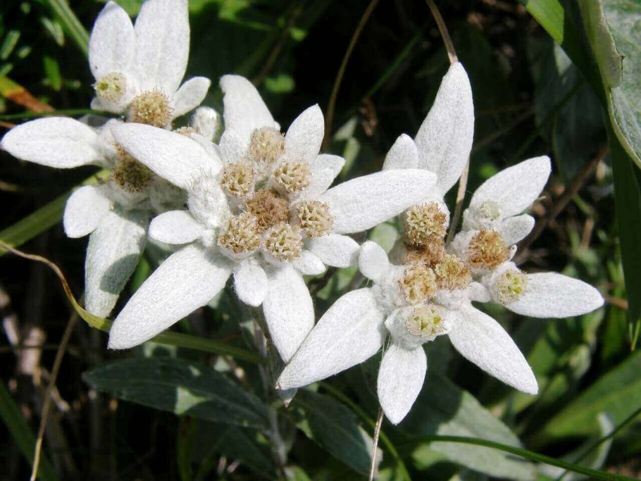 Горный цветок эдельвейс