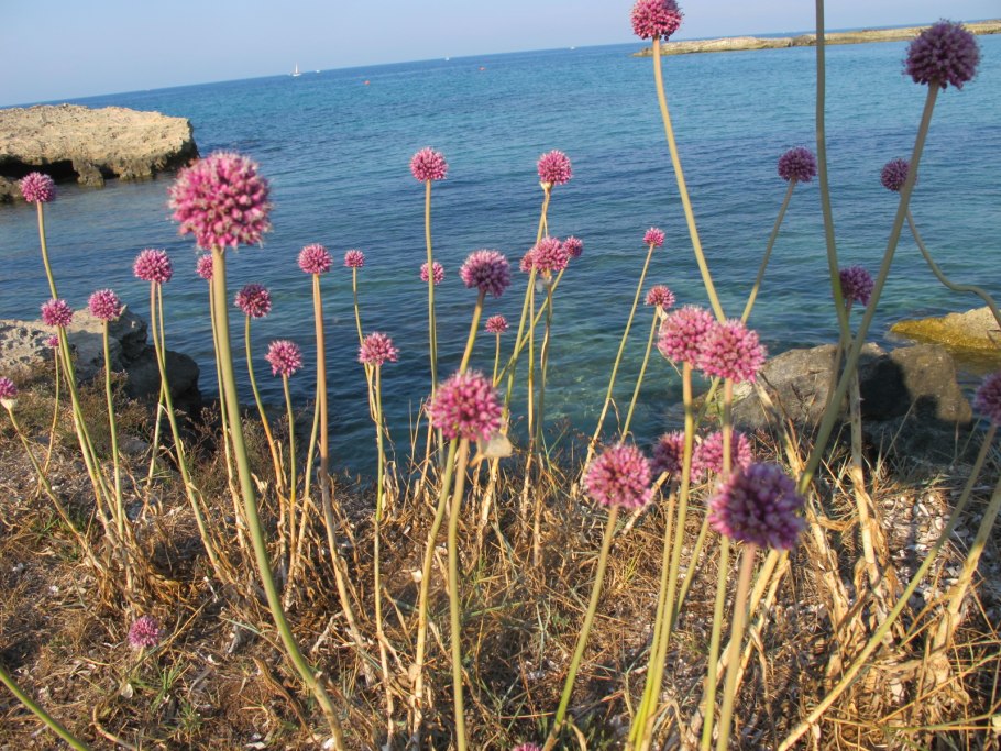 Горечавник бородатый