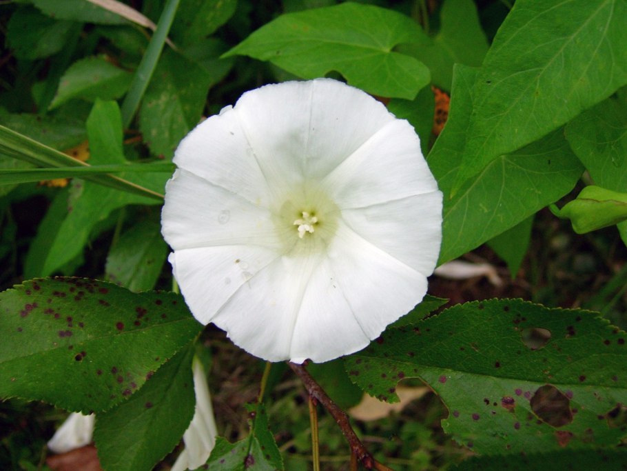 Фиалка Альпийский Эдельвейс