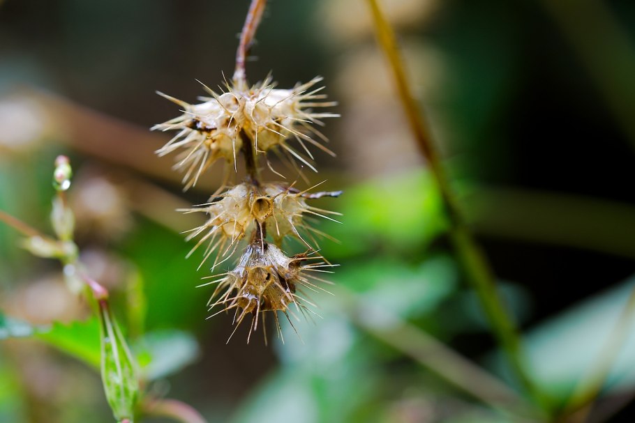 Риндера четырехщитковая фото