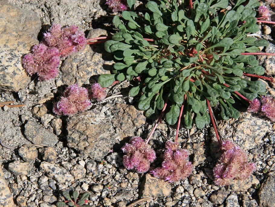 Rindera Rindera umbellata