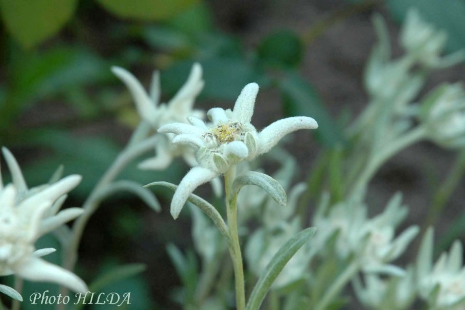 Эдельвейс альпийский