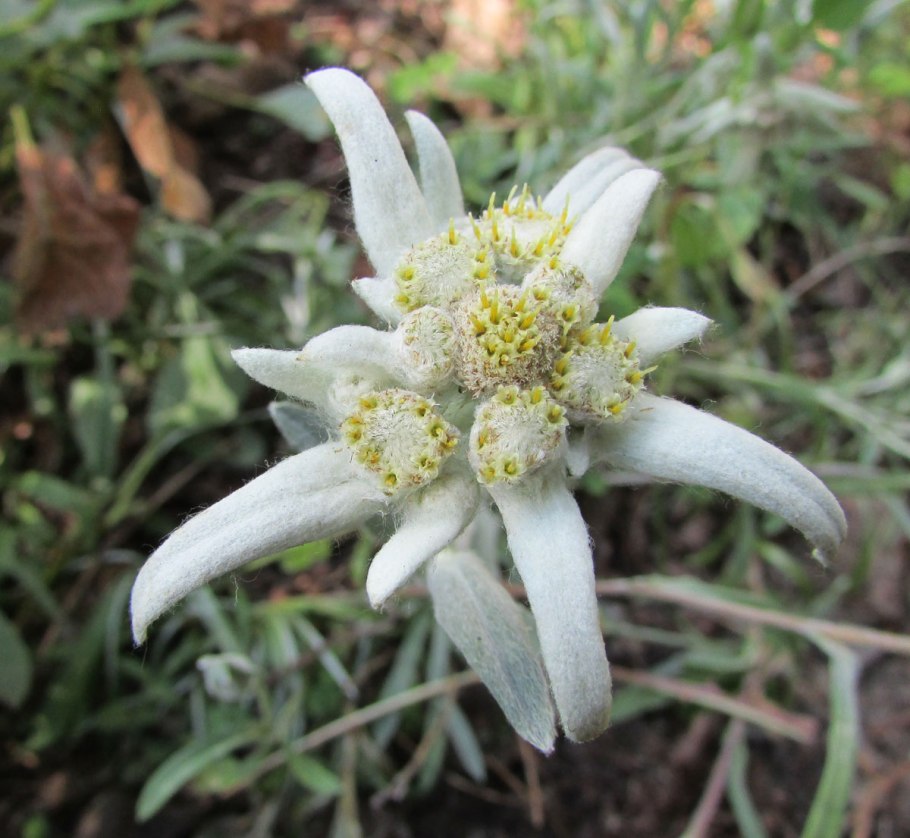 Опукский заповедник и растения