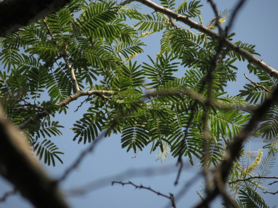 Орех маньчжурский – Juglans mandshurica Max.