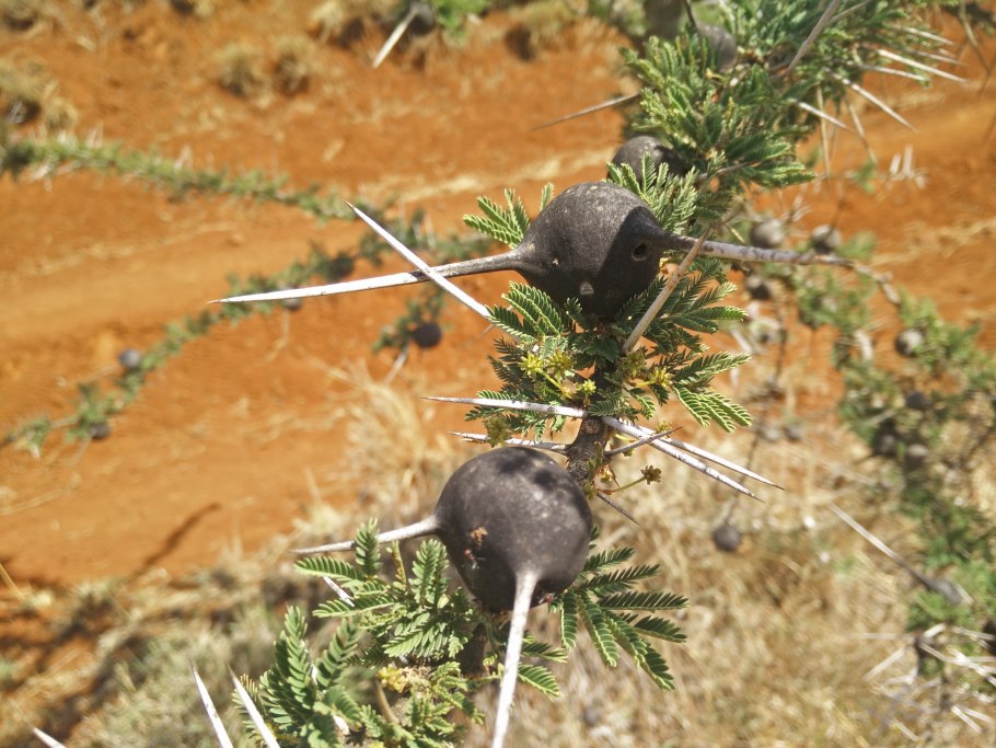 Acacia drepanolobium ФТЕ Satanicus