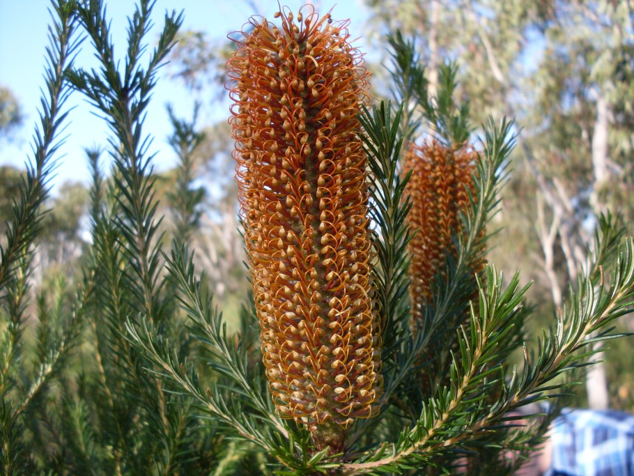 Banksia ericifolia