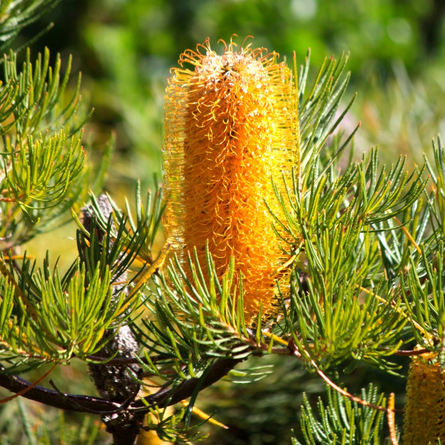 Банксия Австралия