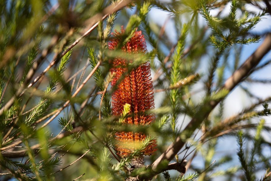 Банксия (Banksia)