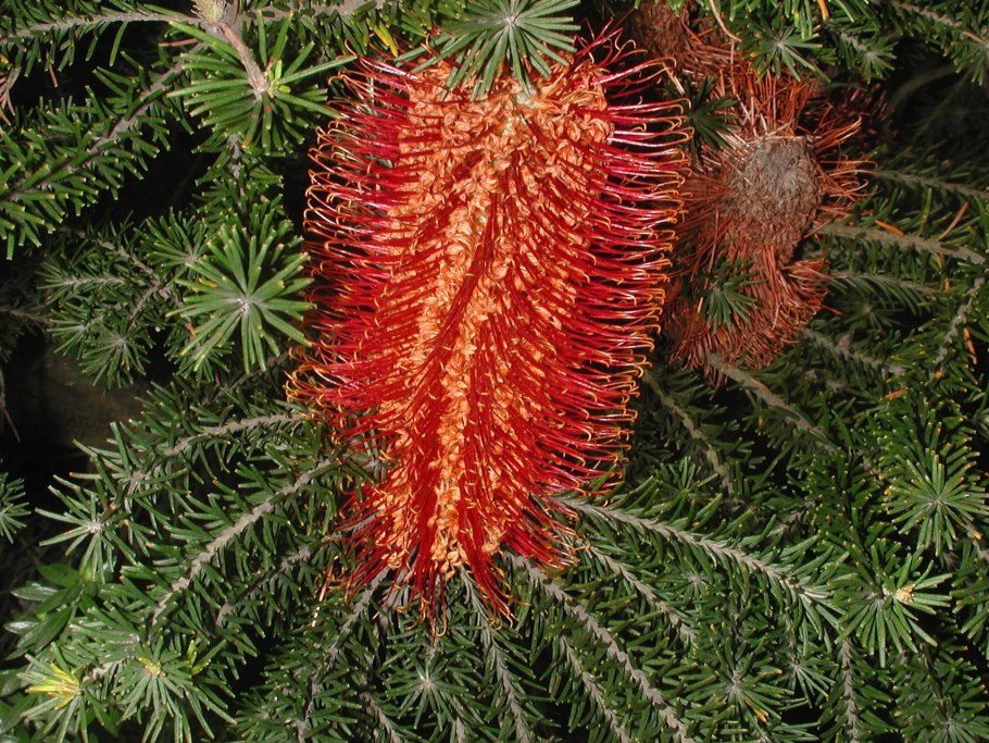 Banksia Heather