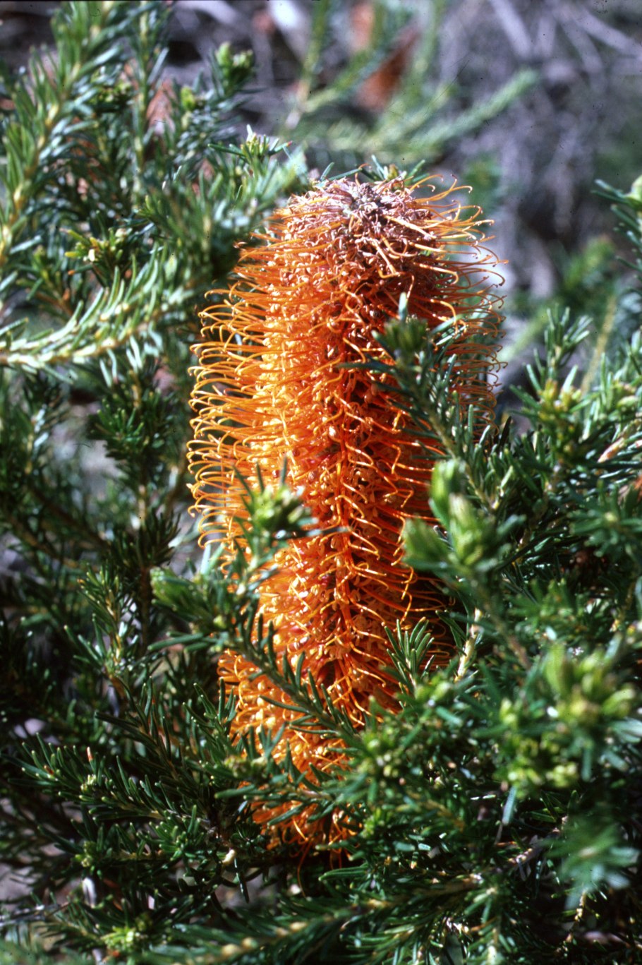 Банксия Dryandra Формоса
