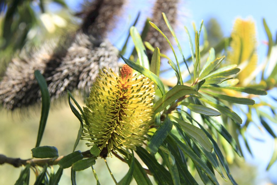 Банксия дерево