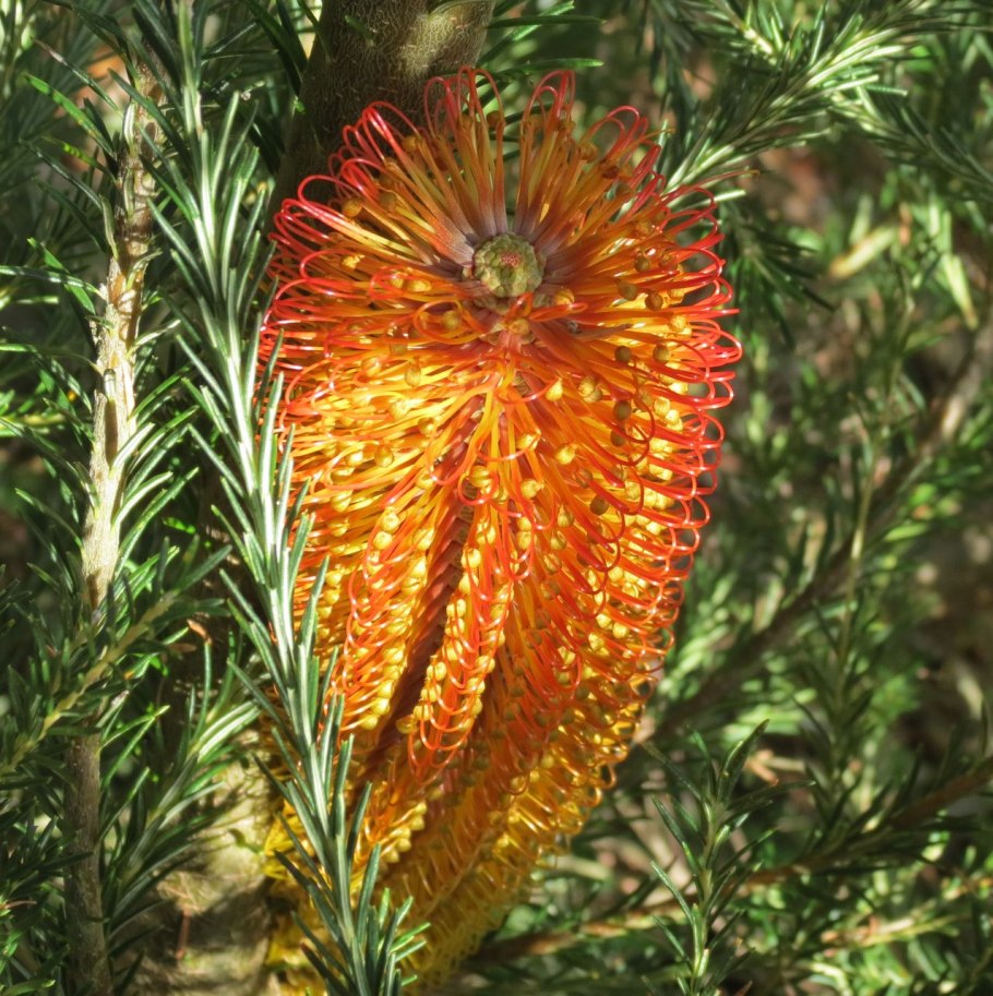 Банксия шишка